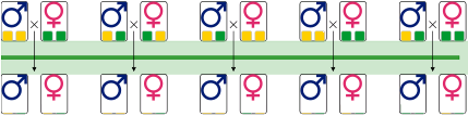 Allele Frequency