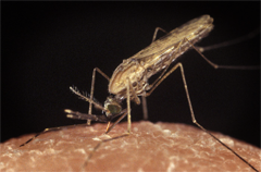 Mosquito