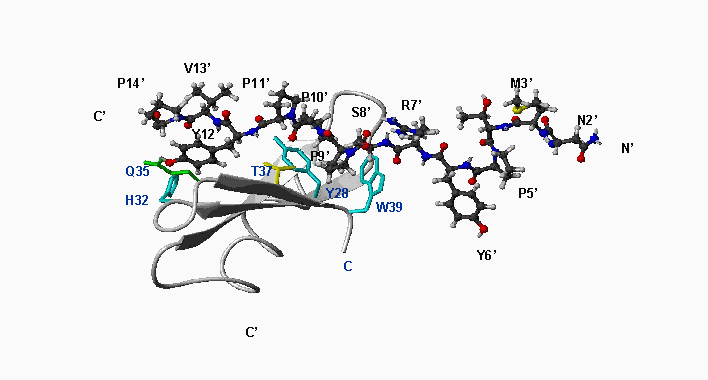 WW-Dystrophin